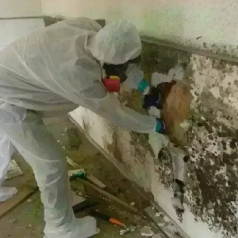 Mold Remediation and Removal in Pocola, OK